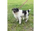 Adopt June a Wirehaired Terrier, Jack Russell Terrier