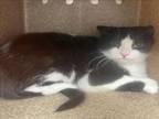 Adopt TIA a Domestic Medium Hair