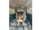 Adopt LILY a Domestic Short Hair