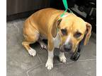Adopt Ellee Rose a Pit Bull Terrier, Basset Hound
