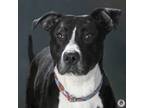 Adopt Sahara a Pit Bull Terrier, Mixed Breed