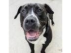 Adopt Hannah a American Staffordshire Terrier