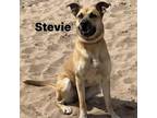 Adopt Stevie 240098 a Mixed Breed