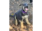 Adopt Dasher a Black - with Tan, Yellow or Fawn German Shepherd Dog / Mixed dog