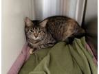 Adopt Brle a Domestic Short Hair