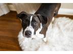 Adopt Nurf a White - with Black Terrier (Unknown Type, Medium) / Beagle dog in