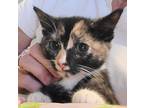Adopt Margarita a White Domestic Shorthair / Mixed (short coat) cat in Louisa