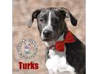 Adopt Turks a Brindle - with White Labrador Retriever dog in Omaha