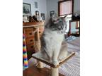 Adopt Fairlane a Domestic Longhair / Mixed (short coat) cat in Brainardsville