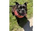 Adopt Squishy a Staffordshire Bull Terrier, Mixed Breed