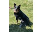 Adopt Frannie a Cattle Dog, Mixed Breed