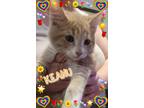 Adopt Keanu a Domestic Shorthair / Mixed (short coat) cat in Chandler