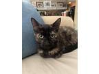 Adopt Cinnamon a Domestic Shorthair / Mixed (short coat) cat in SHELBY TOWNSHIP