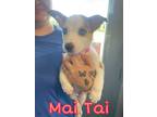 Adopt Mai Tai a Siberian Husky / American Pit Bull Terrier / Mixed dog in