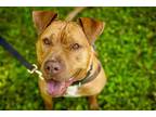 Adopt Cain a American Staffordshire Terrier / Mixed dog in Ewing, NJ (38976544)