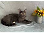 Adopt Clover a Domestic Shorthair / Mixed (short coat) cat in Roanoke