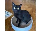 Adopt Petite Panther a Domestic Shorthair / Mixed (short coat) cat in St.