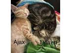 Adopt Doxen a Domestic Shorthair / Mixed (short coat) cat in Hoover