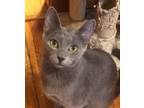 Adopt Willow a Gray or Blue Domestic Shorthair / Mixed (short coat) cat in