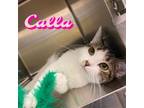 Adopt Calla a Brown Tabby Domestic Shorthair cat in Burlington, IA (38770879)