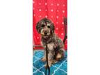 Adopt Malinda a Bernese Mountain Dog / Poodle (Standard) dog in Peoria