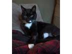 Adopt Frankie a Black & White or Tuxedo Domestic Shorthair / Mixed cat in