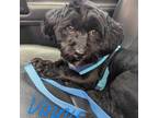 Adopt Vinny a Black Schnauzer (Standard) / Mixed Breed (Medium) dog in Sanford