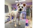 Adopt Peggy a Tan/Yellow/Fawn Dandie Dinmont Terrier / Schnauzer (Standard) dog