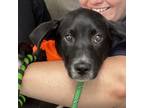 Adopt Charlie Boy a Black Labrador Retriever / Labrador Retriever dog in