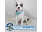 Adopt Cassidy a Gray/Silver/Salt & Pepper - with Black American Staffordshire