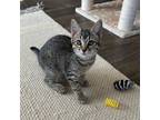 Adopt 23L35 Sweetie a Gray, Blue or Silver Tabby Domestic Shorthair cat in