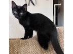 Adopt 23L35 Mittens a Domestic Shorthair cat in Venus, TX (38973365)