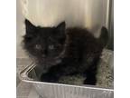 Adopt Pele (purple) a Gray or Blue Domestic Mediumhair / Mixed cat in Milton