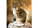 Adopt Mandy 122977 a Domestic Short Hair