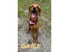 Adopt Gayle 122670 a Hound, Mixed Breed