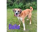 Adopt Dalia 30191 a Collie, Mixed Breed