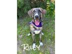 Adopt Riley 30076 a Mountain Cur, Mixed Breed