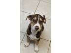 Adopt Rosie a Pit Bull Terrier