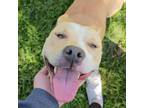 Adopt Ellie a Pit Bull Terrier