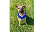 Adopt Rocco a Tan/Yellow/Fawn - with Black Mixed Breed (Medium) dog in Amherst