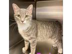 Adopt Bexley a Gray, Blue or Silver Tabby Domestic Shorthair cat in Burlington