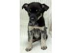 Adopt Hemi a Australian Cattle Dog / Mixed dog in Neillsville, WI (39051133)