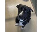 Adopt Balerion a Black Labrador Retriever / Mixed dog in Watertown