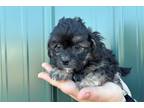Shih-Poo Puppy for sale in Joplin, MO, USA