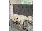 Adopt Charlie a White Bichon Frise / Mixed dog in Cherry Hill, NJ (38944671)