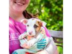 Adopt Nixie a Labrador Retriever