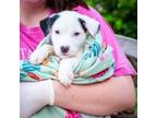 Adopt Nessa a Labrador Retriever