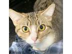 Adopt Sausage Biscuit a Domestic Short Hair