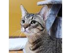 Adopt Halo a Domestic Shorthair cat in Yankton, SD (39021052)