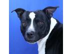 Adopt Fortnite - 042512S a Pit Bull Terrier